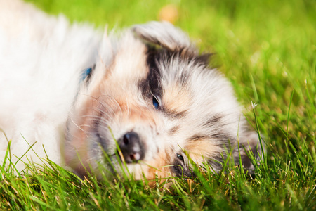 可爱的牧羊犬小狗