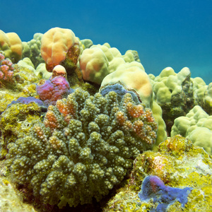 底部的热带海，水下五彩缤纷的珊瑚暗礁