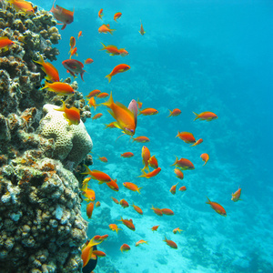 珊瑚礁鱼类 scalefin 小鱼群，水下浅滩