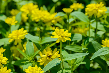 生动近 zinnia 花