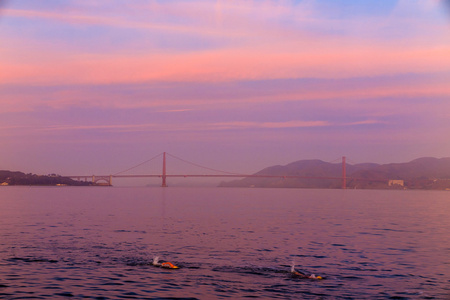 人们在 San Francisco 湾里游泳