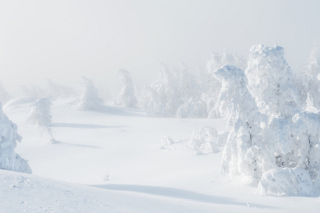 白雪覆盖的树木在冬季森林