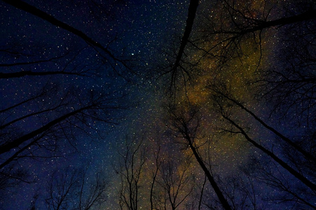 树木和夜晚的天空