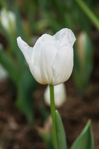 白色郁金香花