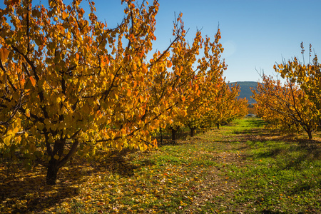 果树在秋季在一个山坡上奔，希腊