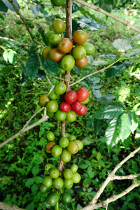 一棵树上成熟的咖啡豆