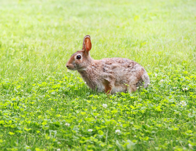 野兔在草