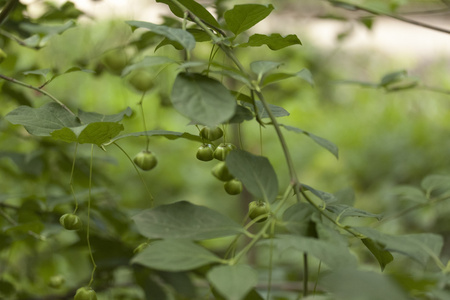 布什, 植物, 自然