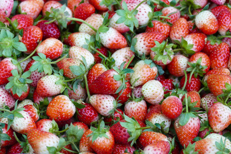 一堆草莓收获