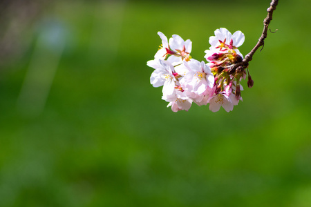 日本樱花, 樱花