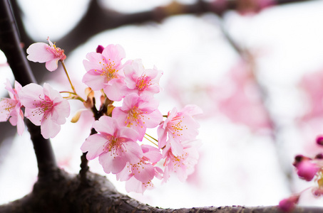 日本樱花, 樱花