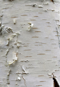 桦树皮纹理特写镜头, 天然背景纸