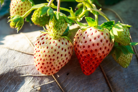 两个草莓农场