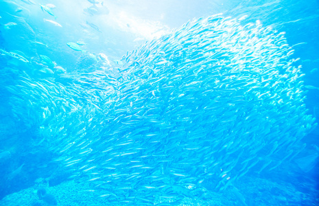 江之岛水族馆，神奈川县日本