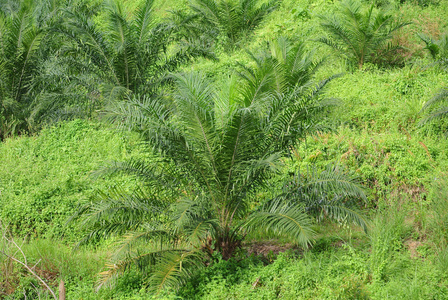 棕榈油种植园的棕榈树