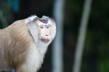 猪尾猕猴 n 考艾国家公园