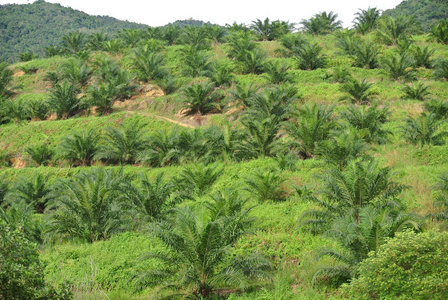 棕榈油种植园的棕榈树