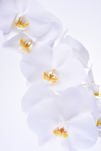 白色背景的兰花头花