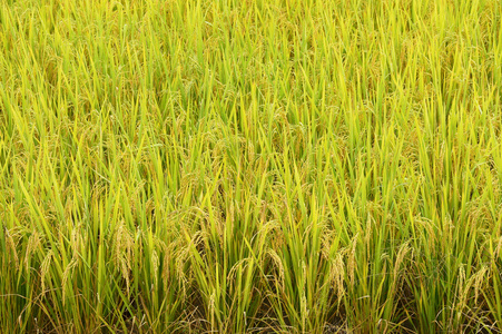 成熟的稻田水稻