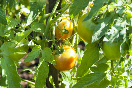 番茄在茎上成熟