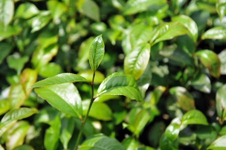 种植园越南茶叶