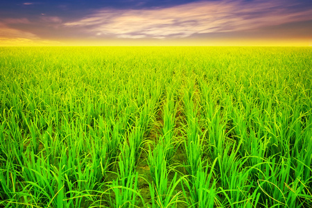 绿色的稻田，在越南
