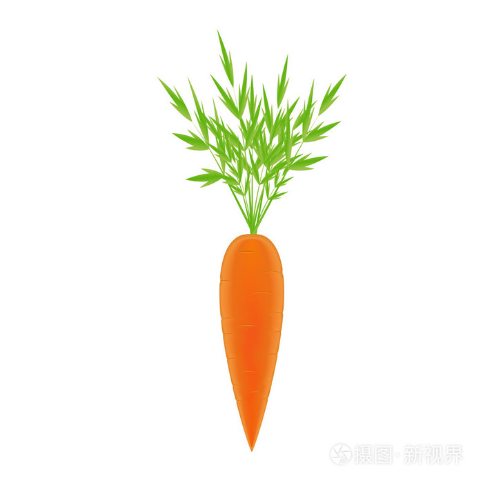 在白色背景上的胡萝卜