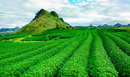在越南茶种植园 Mocchau 高地