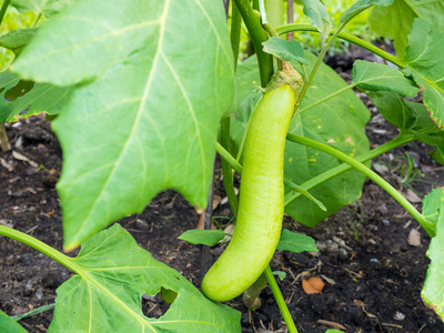 茄子果实生长在植物