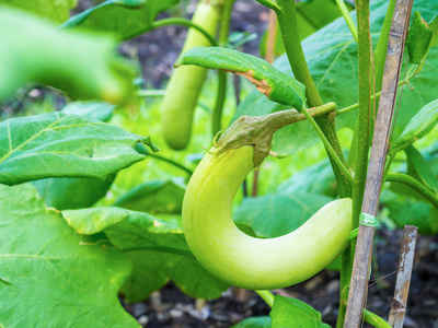 茄子果实生长在植物