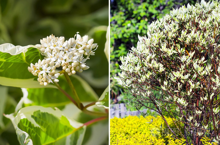 白茱萸cornusalbal