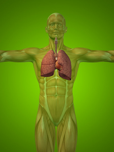 人类呼吸道系统