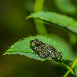 青蛙 Gorbea 天然公园