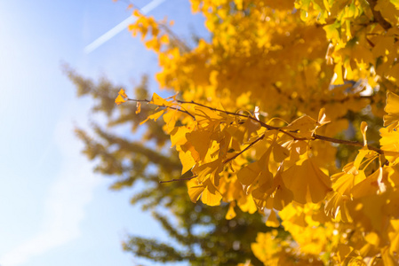 在蓝天的映衬下, 一棵有着明亮黄色叶子的树