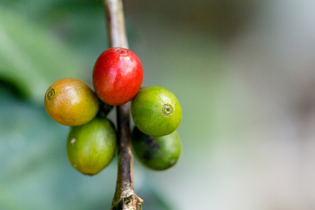 在树上成熟的咖啡豆