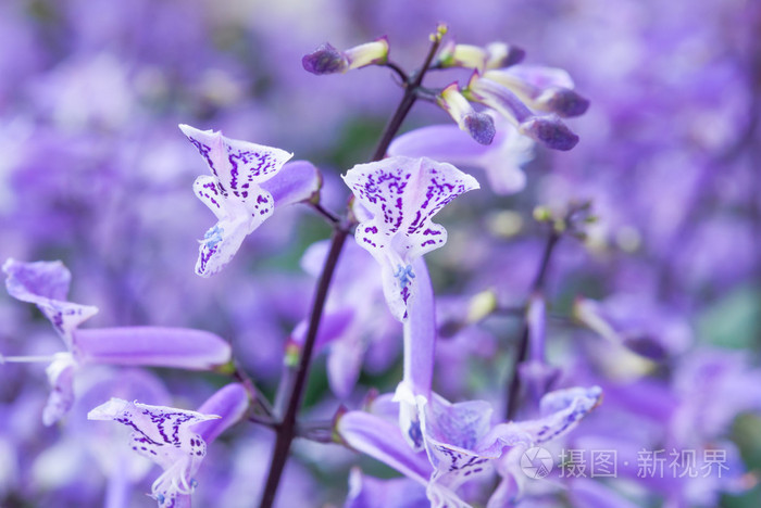 花园里的紫色花紫花草花