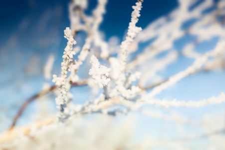 在冬季森林树上的白霜