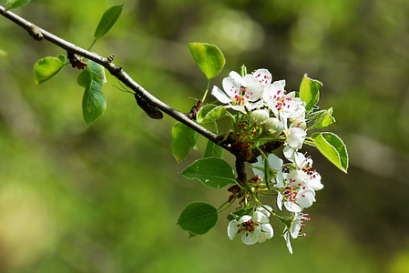 在春天盛开的苹果树