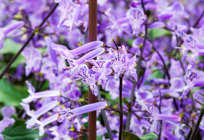 花园里的紫色花紫花草花