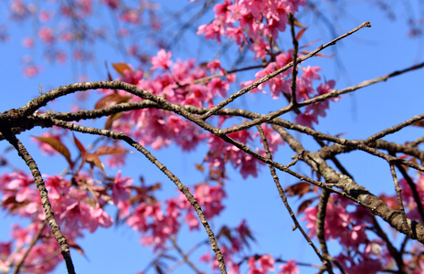 野生喜马拉雅山樱花盛开