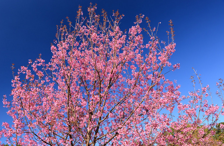 野生喜马拉雅山樱花盛开