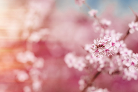 抽象的粉红色春天背景，樱花在开花枝和天空早春白色花朵的软背景下绽放