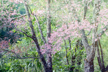 野生喜马拉雅山樱桃春天开花