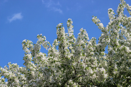 背景春天开花的树