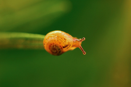 可爱的小蜗牛图片