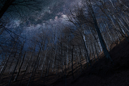晚上充满了看透穿过树木树银河的星星