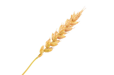 成熟的小麦孤立在一张白纸的耳朵