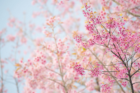 樱花花或樱花