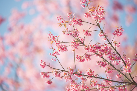 樱花花或樱花