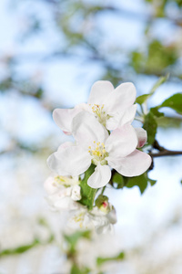 苹果开花特写春季日